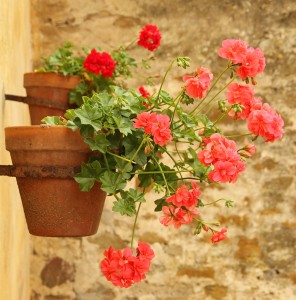 container gardening in hattiesburg ms