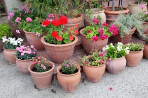 container gardening in hattiesburg ms