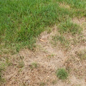 brown spots in lawn care