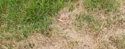 3 Steps to Repair Problem Spots In Your Lawn