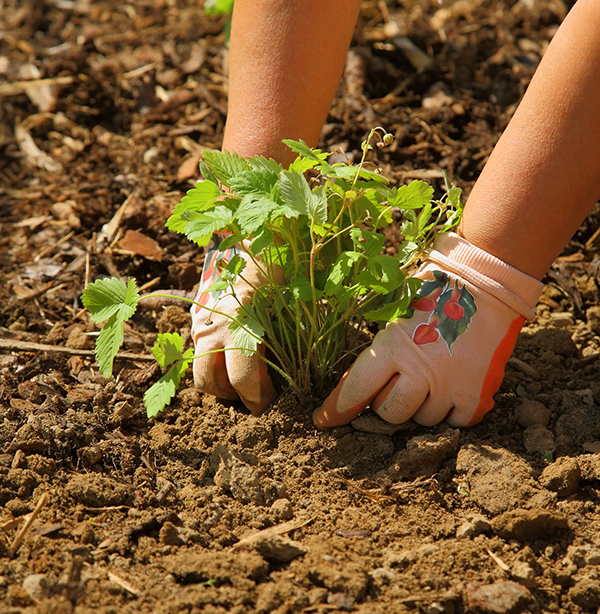  quality, selection, and service that you receive at local garden